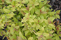 Golden Princess Spirea (Spiraea japonica 'Golden Princess') at Lurvey Garden Center