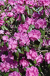 P.J.M. Rhododendron (Rhododendron 'P.J.M.') at Make It Green Garden Centre