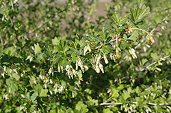 Pixwell Gooseberry (Ribes 'Pixwell') at Make It Green Garden Centre