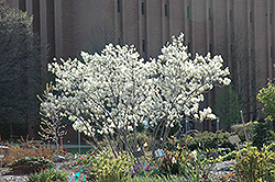 Autumn Brilliance Serviceberry (Amelanchier x grandiflora 'Autumn Brilliance') at Make It Green Garden Centre
