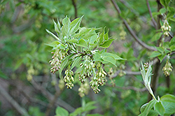 Hop Tree (Ptelea trifoliata) at Make It Green Garden Centre