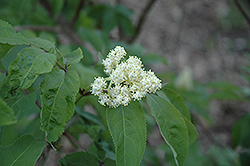 American Elder (Sambucus canadensis) at Make It Green Garden Centre