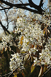 Cumulus Serviceberry (Amelanchier laevis 'Cumulus') at Lurvey Garden Center