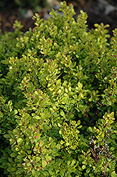 Golden Nugget Japanese Barberry (Berberis thunbergii 'Golden Nugget') at Make It Green Garden Centre