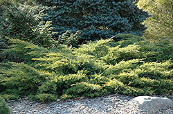 Gold Star Juniper (Juniperus chinensis 'Bakaurea') at Make It Green Garden Centre