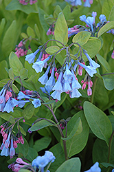 Virginia Bluebells (Mertensia virginica) at Make It Green Garden Centre