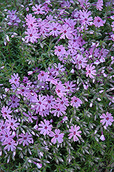 Fort Hill Moss Phlox (Phlox subulata 'Fort Hill') at Make It Green Garden Centre