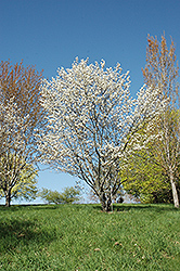 Princess Diana Serviceberry (Amelanchier x grandiflora 'Princess Diana') at Make It Green Garden Centre