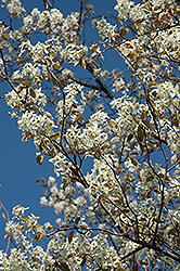 Princess Diana Serviceberry (Amelanchier x grandiflora 'Princess Diana') at Lurvey Garden Center