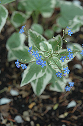 Variegated Siberian Bugloss (Brunnera macrophylla 'Variegata') at Lurvey Garden Center