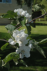 Macintosh Apple (Malus 'Macintosh') at Lurvey Garden Center