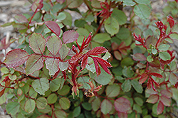 Winnipeg Parks Rose (Rosa 'Winnipeg Parks') at Make It Green Garden Centre