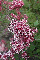 Fairytale Tinkerbelle Lilac (Syringa 'Bailbelle') at Make It Green Garden Centre