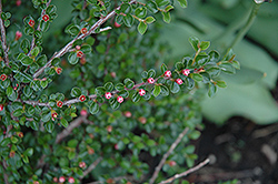 Hesse Cotoneaster (Cotoneaster 'Hessei') at Make It Green Garden Centre