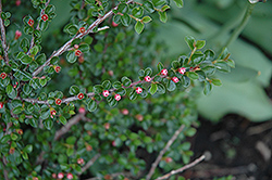 Hesse Cotoneaster (Cotoneaster 'Hessei') at Lurvey Garden Center