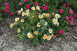 Morden Sunrise Rose (Rosa 'Morden Sunrise') at Make It Green Garden Centre