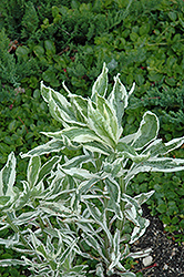 Variegated Obedient Plant (Physostegia virginiana 'Variegata') at Make It Green Garden Centre