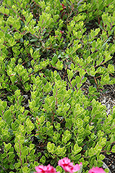 Bearberry (Arctostaphylos uva-ursi) at Make It Green Garden Centre