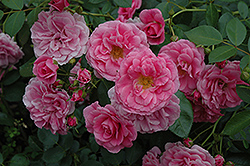 Felix Leclerc Rose (Rosa 'Felix Leclerc') at Make It Green Garden Centre