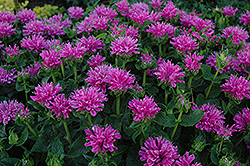 Petite Delight Beebalm (Monarda 'Petite Delight') at Make It Green Garden Centre