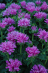 Petite Delight Beebalm (Monarda 'Petite Delight') at Make It Green Garden Centre