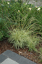 Variegated Moor Grass (Molinia caerulea 'Variegata') at Lurvey Garden Center