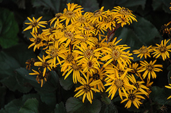 Britt Marie Crawford Rayflower (Ligularia dentata 'Britt Marie Crawford') at Lurvey Garden Center