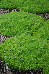 Irish Moss (Sagina subulata) at Lurvey Garden Center