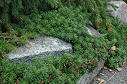 Middendorf Stonecrop (Sedum middendorfianum) at Make It Green Garden Centre