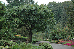 Amur Cork Tree (Phellodendron amurense) at Lurvey Garden Center