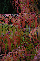 Tiger Eyes Sumac (Rhus typhina 'Bailtiger') at Lurvey Garden Center