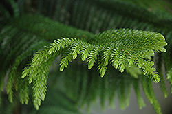 Norfolk Island Pine (Araucaria heterophylla) at Make It Green Garden Centre