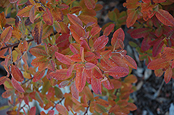 Rainbow Pillar Serviceberry (Amelanchier canadensis 'Glennform') at Make It Green Garden Centre