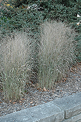Shenandoah Reed Switch Grass (Panicum virgatum 'Shenandoah') at Make It Green Garden Centre