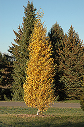 Dakota Pinnacle Japanese White Birch (Betula platyphylla 'Fargo') at Lurvey Garden Center