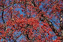 Red Splendor Flowering Crab (Malus 'Red Splendor') at Lurvey Garden Center