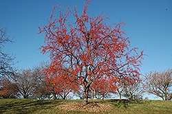 Red Splendor Flowering Crab (Malus 'Red Splendor') at Lurvey Garden Center