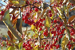 Red Jewel Flowering Crab (Malus 'Red Jewel') at Lurvey Garden Center