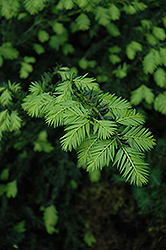 Japanese Yew (Taxus cuspidata) at Lurvey Garden Center