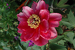 Shimanishiki Tree Peony (Paeonia suffruticosa 'Shimanishiki') at Make It Green Garden Centre