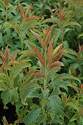 Crispa Spirea (Spiraea x bumalda 'Crispa') at Make It Green Garden Centre