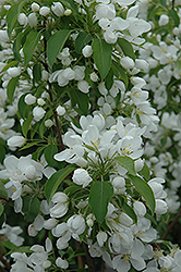 Spring Snow Flowering Crab (Malus 'Spring Snow') at Lurvey Garden Center