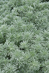 Silver Mound Artemisia (Artemisia schmidtiana 'Silver Mound') at Make It Green Garden Centre