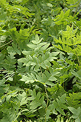 Royal Fern (Osmunda regalis) at Lurvey Garden Center