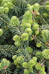 Dwarf Balsam Fir (Abies balsamea 'Nana') at Lurvey Garden Center