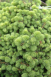 Little Gem Spruce (Picea abies 'Little Gem') at Lurvey Garden Center