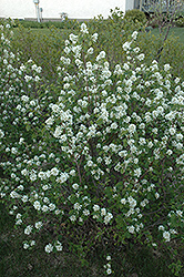 Northline Saskatoon (Amelanchier alnifolia 'Northline') at Make It Green Garden Centre