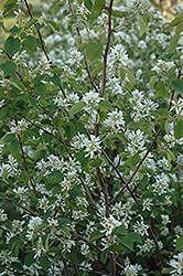 Pembina Saskatoon (Amelanchier alnifolia 'Pembina') at Make It Green Garden Centre
