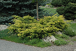 Old Gold Juniper (Juniperus x media 'Old Gold') at Make It Green Garden Centre