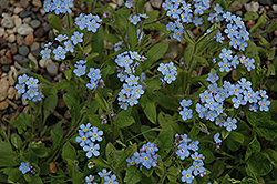 Forget-Me-Not (Myosotis sylvatica) at Make It Green Garden Centre